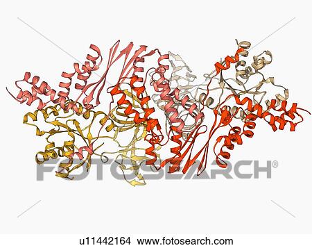Elongation factors Tu and Ts View Large Illustration Stock Illustration - Elongation factors Tu and Ts. Fotosearch