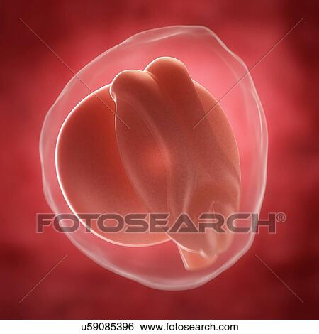 Embryo at 3 weeks, artwork View Large Illustration Stock Illustration - Embryo at 3 weeks, artwork. Fotosearch