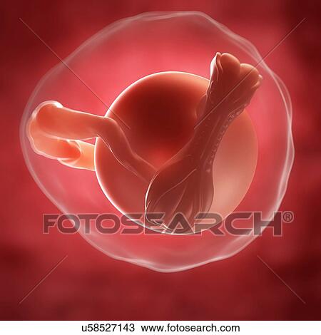 Drawing - Embryo at 4 weeks, artwork. Fotosearch