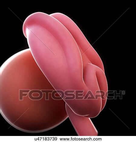 Stock Illustration - Embryo at 4 weeks, artwork. Fotosearch