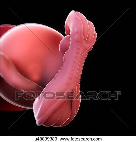 Embryo at 5 weeks, artwork View Large Illustration Stock Illustration - Embryo at 5 weeks, artwork. Fotosearch