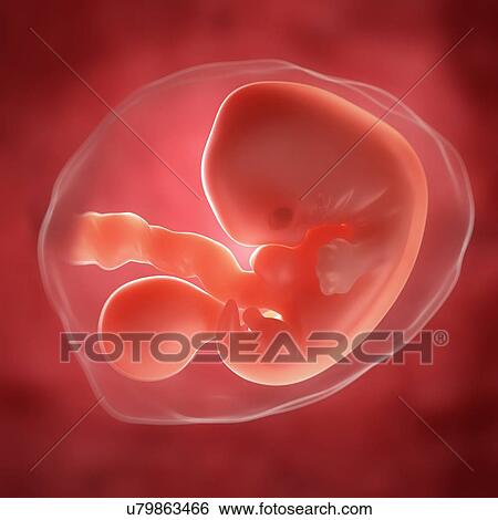 Embryo at 5 weeks, artwork View Large Illustration Stock Illustration - Embryo at 5 weeks, artwork. Fotosearch