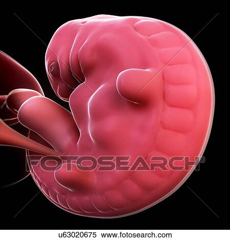 Embryo at 6 weeks, artwork View Large Illustration Stock Illustration - Embryo at 6 weeks, artwork. Fotosearch