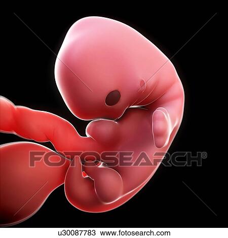 Drawing - Embryo at 7 weeks, artwork. Fotosearch