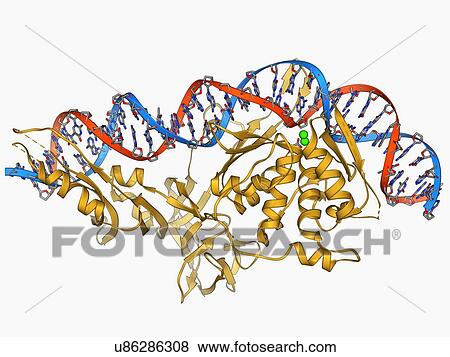 Stock Illustration - Endonuclease and DNA, molecular model. Fotosearch