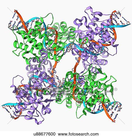 Clipart - Enzyme catalysing DNA recombination. Fotosearch