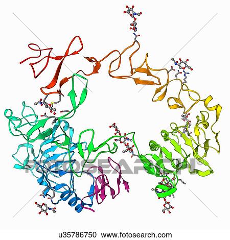 Epidermal growth factor and receptor View Large Illustration Clipart - Epidermal growth factor and receptor. Fotosearch