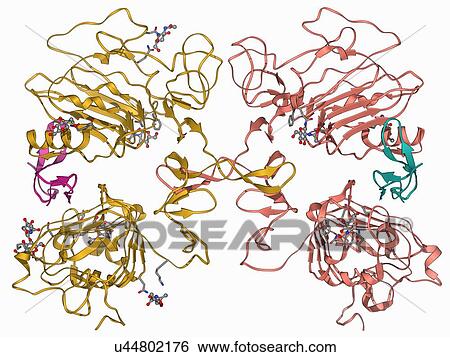 Stock Illustration - Epidermal growth factor and receptor. Fotosearch