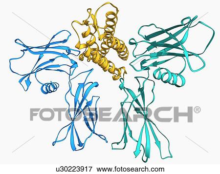 Erythropoietin bound to receptors View Large Illustration Stock Illustration - Erythropoietin bound to receptors. Fotosearch