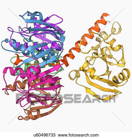 Drawing - Escherichia coli heat-labile enterotoxin. Fotosearch