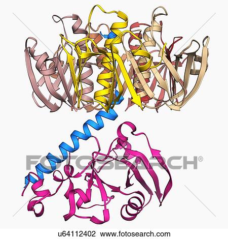 Escherichia coli heat-labile enterotoxin View Large Illustration Drawing - Escherichia coli heat-labile enterotoxin. Fotosearch