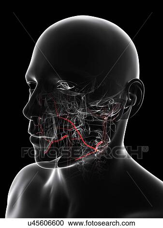 Facial arteries, artwork View Large Illustration Clipart - Facial arteries, artwork. Fotosearch