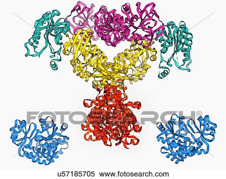 Fatty acid synthase molecule View Large Illustration Stock Illustration - Fatty acid synthase molecule. Fotosearch