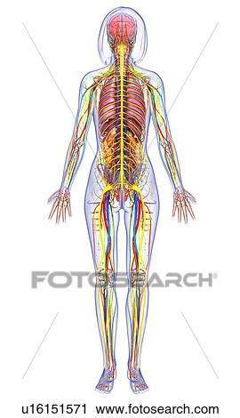 Female anatomy, artwork View Large Illustration Clip Art - Female anatomy, artwork. Fotosearch