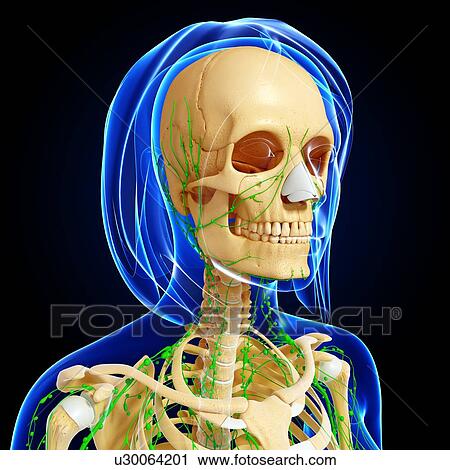 Female anatomy, artwork View Large Illustration Clip Art - Female anatomy, artwork. Fotosearch