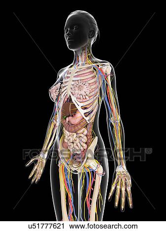 Female anatomy, artwork View Large Illustration Clip Art - Female anatomy, artwork. Fotosearch