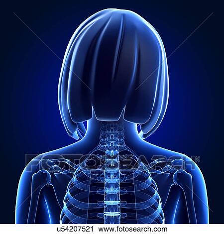 Female anatomy, artwork View Large Illustration Clip Art - Female anatomy, artwork. Fotosearch