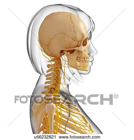 Female anatomy, artwork View Large Illustration Clip Art - Female anatomy, artwork. Fotosearch