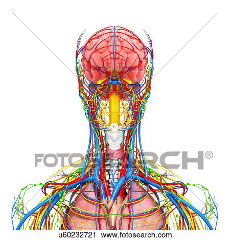 Clip Art - Female anatomy, artwork. Fotosearch