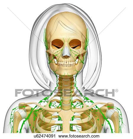 Female anatomy, artwork View Large Illustration Clip Art - Female anatomy, artwork. Fotosearch