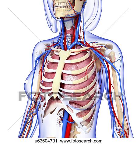 Female anatomy, artwork View Large Illustration Clip Art - Female anatomy, artwork. Fotosearch