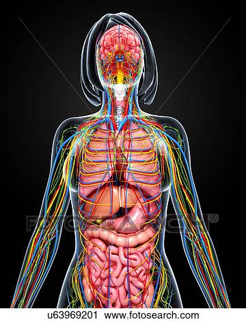 Female anatomy, artwork View Large Illustration Clip Art - Female anatomy, artwork. Fotosearch