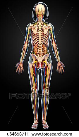 Clip Art - Female anatomy, artwork. Fotosearch
