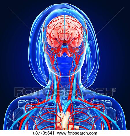Female anatomy, artwork View Large Illustration Clip Art - Female anatomy, artwork. Fotosearch