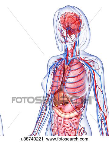 Clip Art - Female anatomy, artwork. Fotosearch