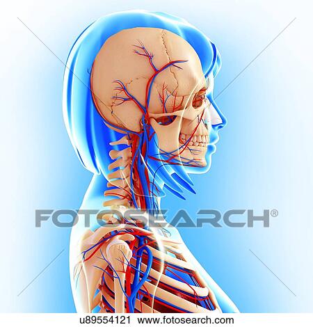 Clip Art - Female anatomy, artwork. Fotosearch