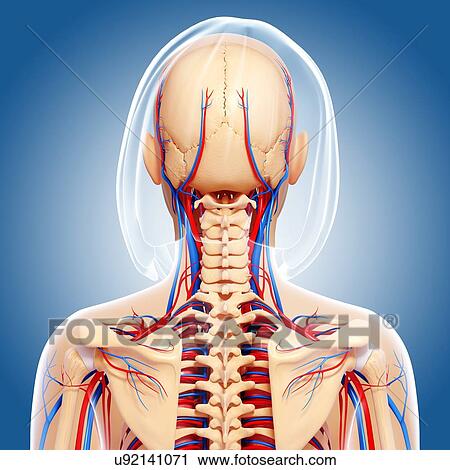 Female anatomy, artwork View Large Illustration Clip Art - Female anatomy, artwork. Fotosearch