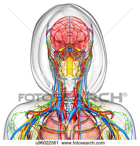 Clip Art - Female anatomy, artwork. Fotosearch
