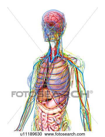Clipart - Female anatomy, artwork. Fotosearch