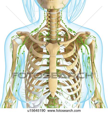 Clipart - Female anatomy, artwork. Fotosearch