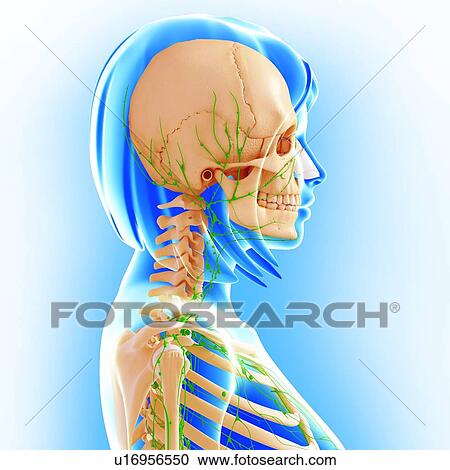 Female anatomy, artwork View Large Illustration Clipart - Female anatomy, artwork. Fotosearch