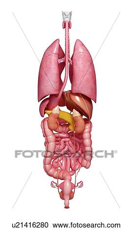 Clipart - Female anatomy, artwork. Fotosearch