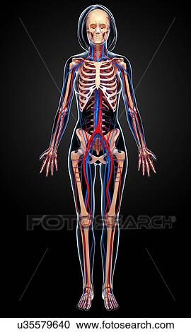 Female anatomy, artwork View Large Illustration Clipart - Female anatomy, artwork. Fotosearch