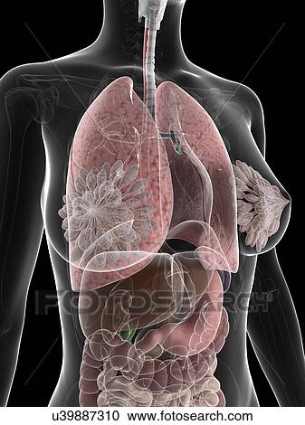 Female anatomy, artwork View Large Illustration Clipart - Female anatomy, artwork. Fotosearch