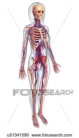Female anatomy, artwork View Large Illustration Clipart - Female anatomy, artwork. Fotosearch