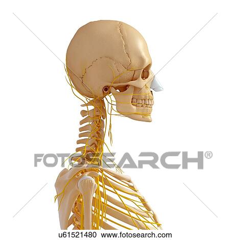 Clipart - Female anatomy, artwork. Fotosearch