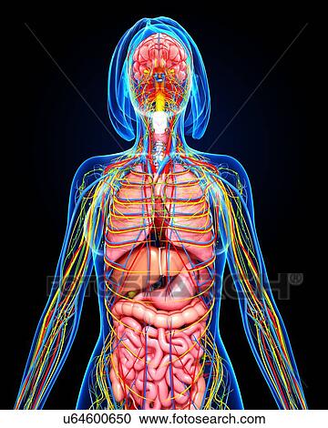 Clipart - Female anatomy, artwork. Fotosearch