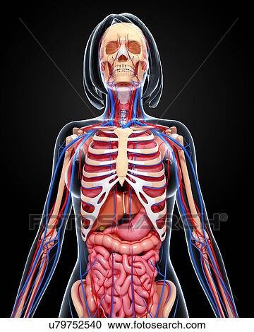 Female anatomy, artwork Clipart | u79752540 | Fotosearch