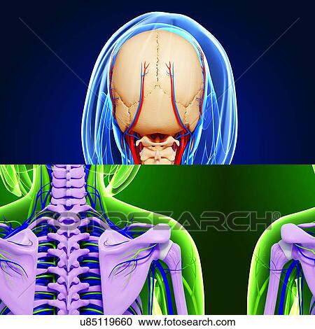 Clipart - Female anatomy, artwork. Fotosearch