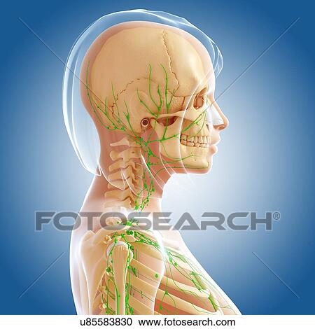 Female anatomy, artwork View Large Illustration Clipart - Female anatomy, artwork. Fotosearch