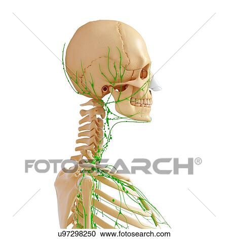 Clipart - Female anatomy, artwork. Fotosearch