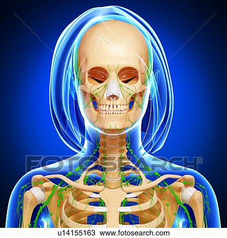 Female anatomy, artwork View Large Illustration Drawing - Female anatomy, artwork. Fotosearch