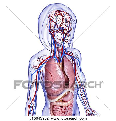 Drawing - Female anatomy, artwork. Fotosearch