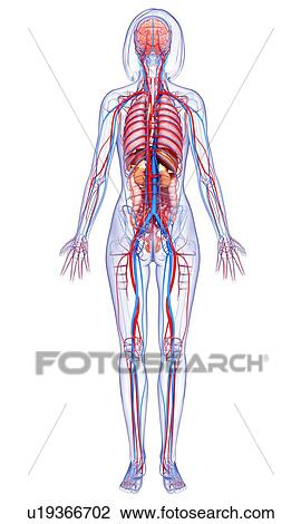 Drawing - Female anatomy, artwork. Fotosearch