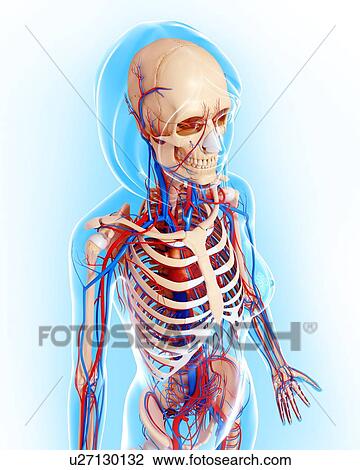 Female anatomy, artwork View Large Illustration Drawing - Female anatomy, artwork. Fotosearch