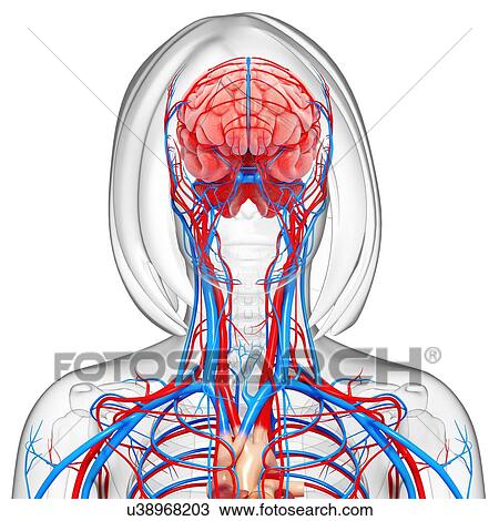 Female anatomy, artwork View Large Illustration Drawing - Female anatomy, artwork. Fotosearch